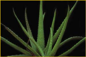   ( Aloe barbadensis / vera )