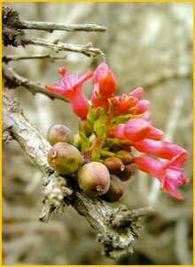   ( Fuchsia lycioides )