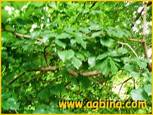   ( Ulmus carpinifolia / minor )