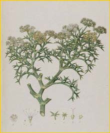   ( Echinophora spinosa ) F. Bauer made for John Sibthorp's Flora Graeca