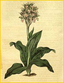   ( Neotinea lactea ) Curtis's Botanical Magazine 1817