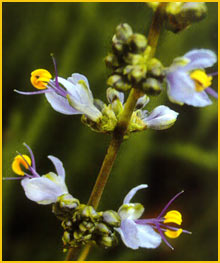   ( Libertia sessiliflora )