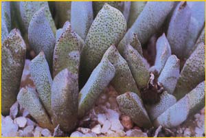   ( Nananthus / Aloinopsis orpenii )