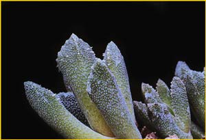   ( Nananthus / Aloinopsis setifera )