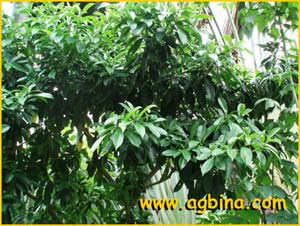   ( Fagraea ceilanica / chinensis / khasiana / obovata / sasakii  )