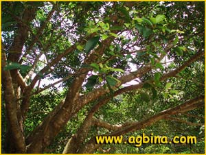   ( Ficus microcarpa )