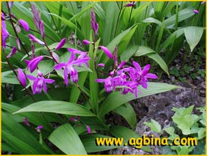   /  ( Bletilla striata / hyacinthina )