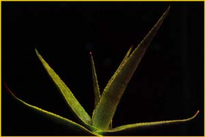   ( Aloe conifera )