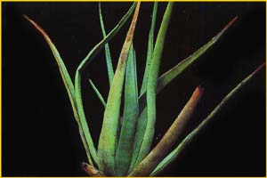   ( Aloe cryptopoda )