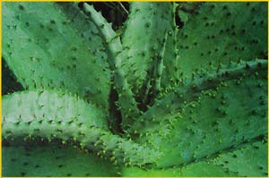   ( Aloe ferox / supralaevis )