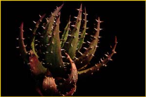   ( Aloe melanacantha )
