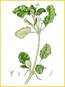   .  ( Boerhavia diffusa var. obtusifolia ) Flora de Filipinas 1880-1883 by Francisco Manuel Blanco