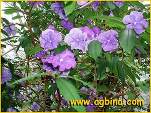  .  ( Brunfelsia pauciflora var. calycina )