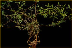   .  /  ( Bursera fagaroides var. elongata / odorata )
