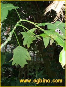   ( Carica quercifolia ) 