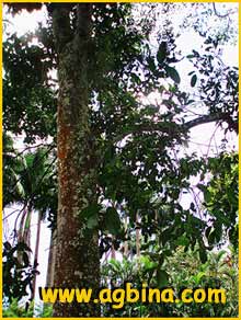   ( Acioa guianensis )