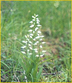   ( Cephalanthera longifolia )