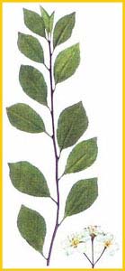   /   ( Prunus / Cerasus fruticosa ),     