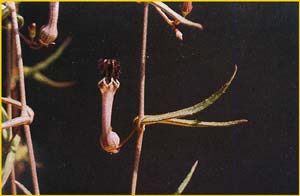   .  ( Ceropegia linearis ssp. debilis )