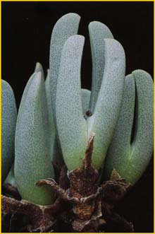   ( Cheiridopsis acuminata )