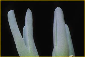     ( Cheiridopsis candidissima / denticulata )