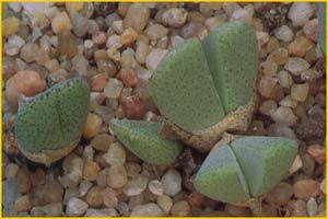    ( Cheiridopsis brownii )