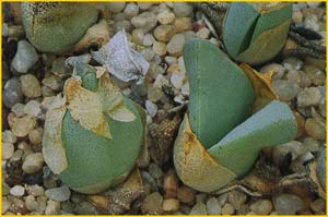   ( Cheiridopsis peculiaris )