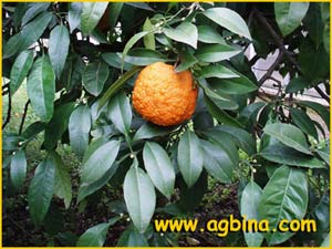   ( Citrus aurantium )
