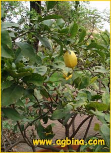  /  ( Citrus x limon / limonum / medica var. limonum )
