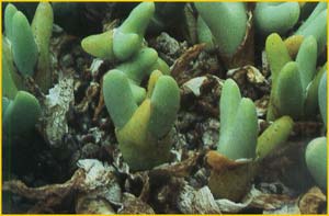   ( Conophytum apiatum )