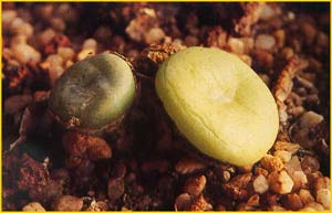     ( Conophytum ruschii )