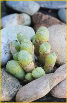    ( Conophytum truncatum )