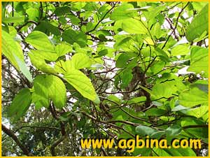   ( auhinia longifolia )