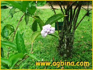  ( Brunfelsia grandiflora )