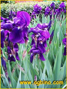   ( Iris germanica )