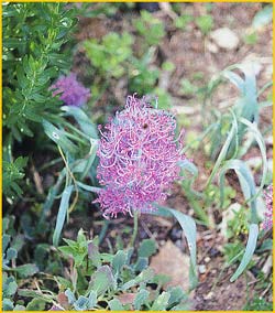  .  ( Leopoldia comosa var. plumosum )