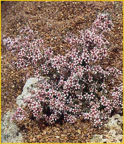   .  ( Leptospermum scoparium var. nanum )
