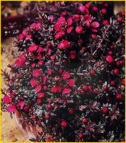   .  ( Leptospermum scoparium var. nicholsii )