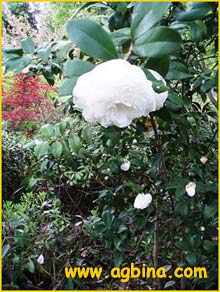   ( Camellia japonica )