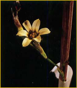   ( Sisyrinchium arenarium )
