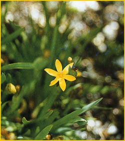   ( Sisyrinchium californicum )