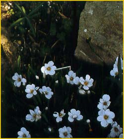   .  ( Sisyrinchium campestre var. kansanum )
