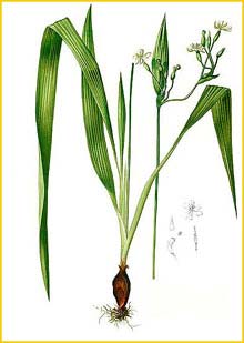   ( Sisyrinchium palmifolium )