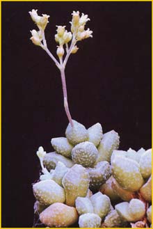   .  ( Crassula namaquensis ssp. comptonii )