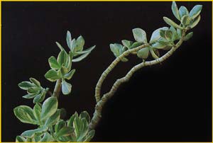    ( Crassula obliqua f. variegata )