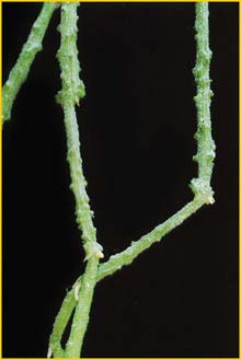   ( Cynanchum marnierianum )