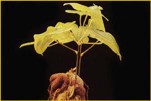    .  ( Dioscorea sylvatica var. paniculata )