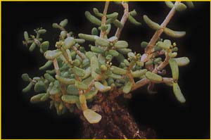   ( Ceraria pygmaea )