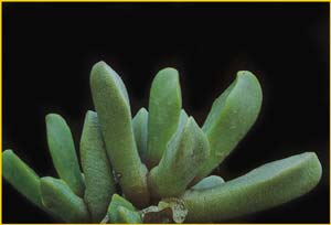 p  ( Cerochlamys pachyphylla )