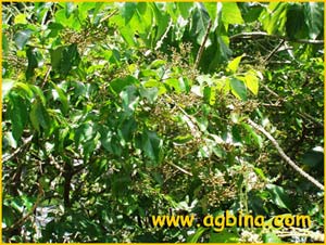   ( Croton tabacifolius / Claoxylon indicum )